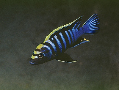 Cynotilapia zebroides 'Lumbila'
